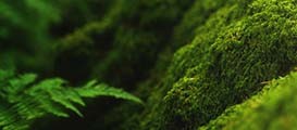 Sustainability Program Programa de sostenibilidad